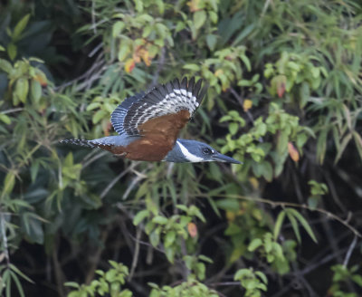 Ringed Kingfisher