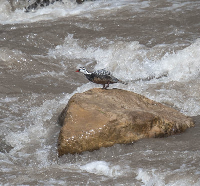 Torrent Duck