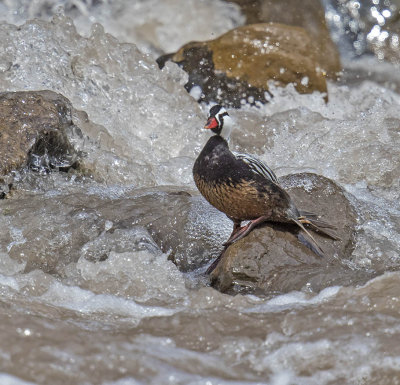 Torrent Duck