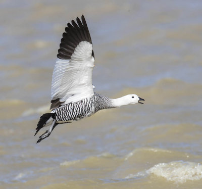 Upland Goose
