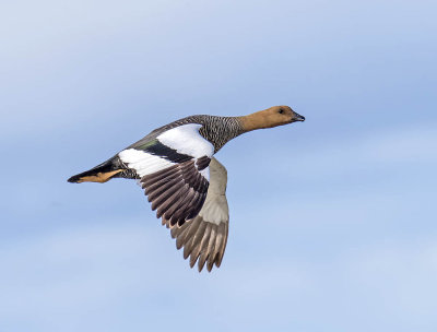 Upland Goose (female)