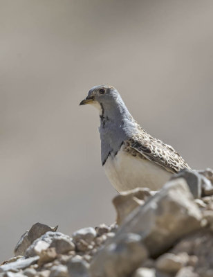 Grey-breasted Seedsnipe