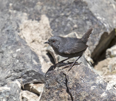 Magellanic Tapaculo
