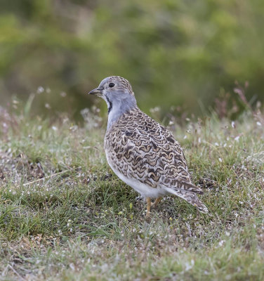 Least Seedsnipe