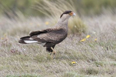 Southern Caracara