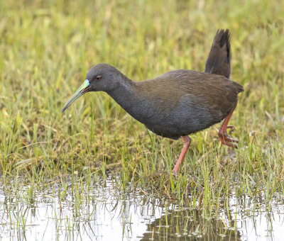 Plumbeous Rail