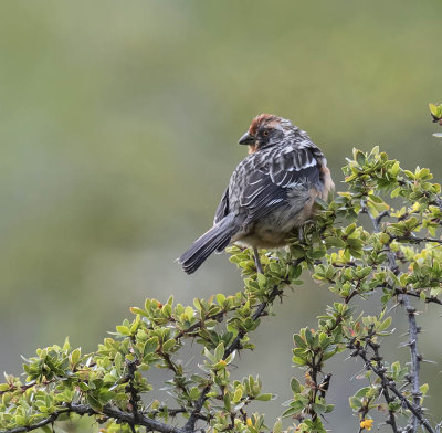 Rufous-tailed Plantcutter
