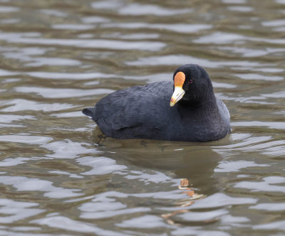 White-winged Coot