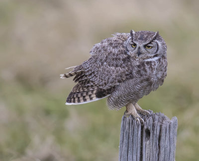 Magellanic Horned Owl