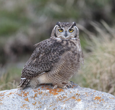 Magellanic Horned Owl