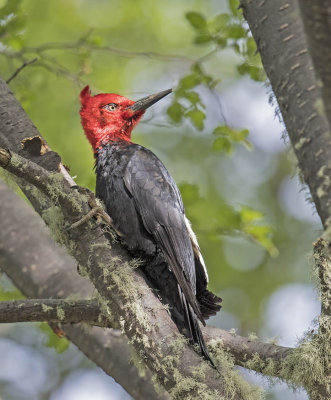 Magellanic Woodpecker (male)