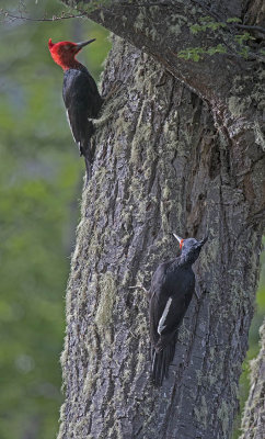 Magellanic Woodpeckers