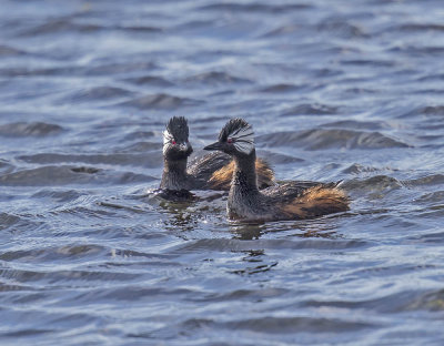 White-tufted Grebe