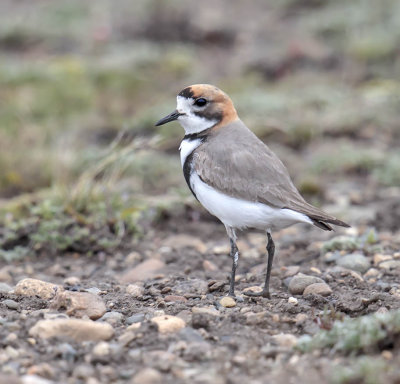 Two-banded Plover