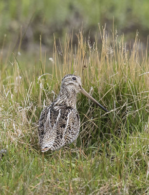 South American Snipe