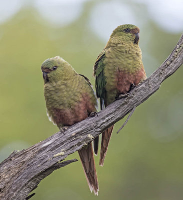 Austral Parakeet