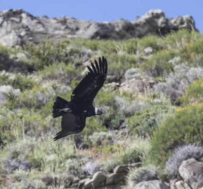 Andean Condor