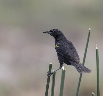 Yellow-winged Blackbird