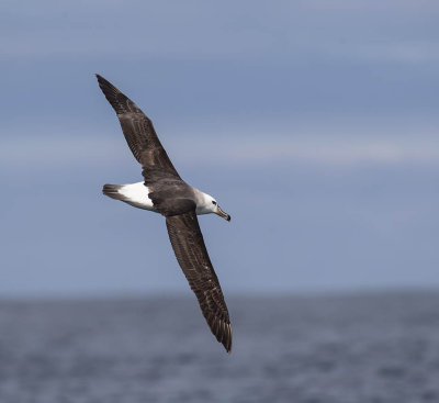 Black-browed Albatross