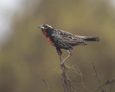 Peruvian Meadowlark