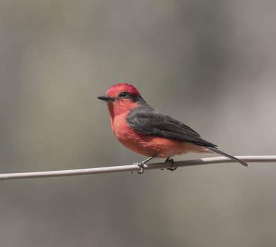 Vermillion Flycatcher