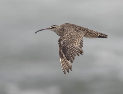 Whimbrel (Hudsonian)