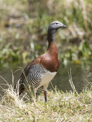 Ashy-headed Goose