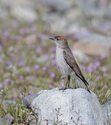 Rufous-naped Ground-Tyrant