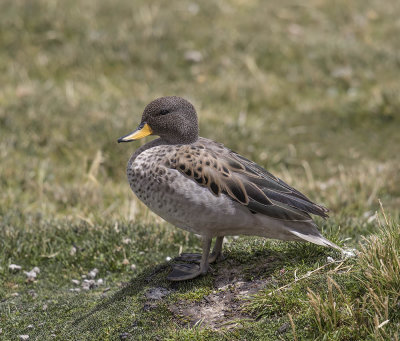 Speckled Teal