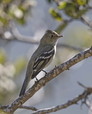 White-crested Elaenia