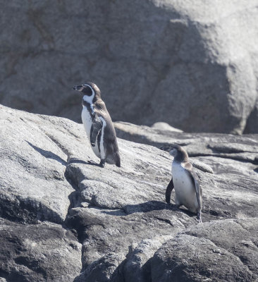 Humboldt Penguin