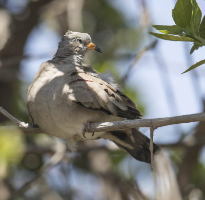 Croaking Ground Dove