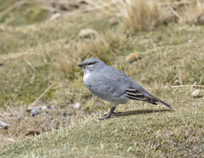 White-winged Diuca-Finch