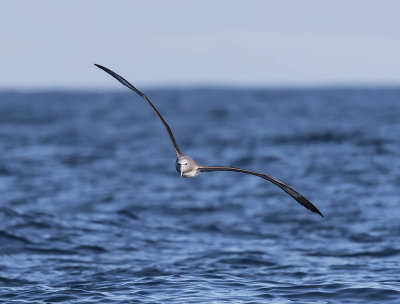 Salvin's Albatross