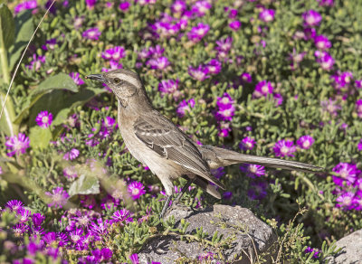Patagonian Mockingbird