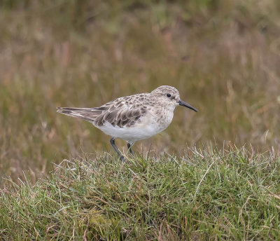 Baird's Sandpiper