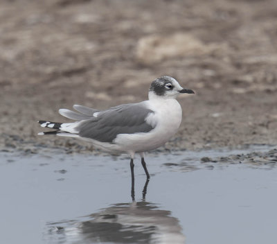 Franklin's Gull