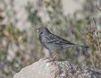 Mourning Sierra-Finch