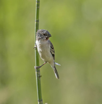 Chestnut-throated Seedeater