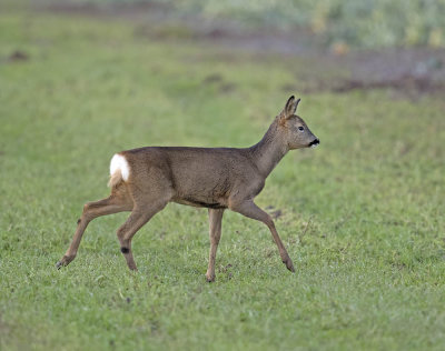 Roe deer (yearling)