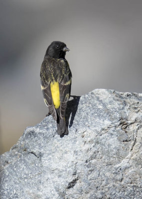 Yellow-rumped Siskin
