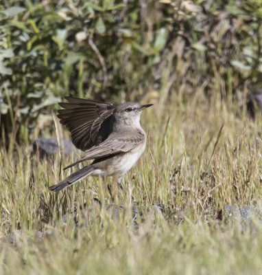 Spot-billled Ground-Tyrant