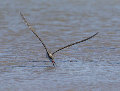 Black Skimmer