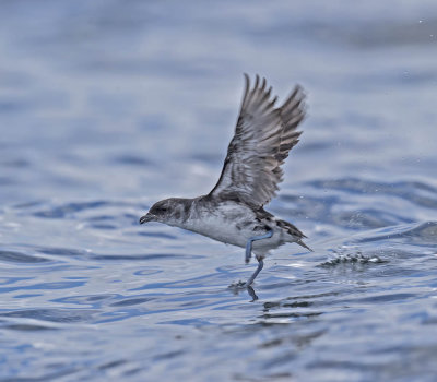 Common Diving Petrel