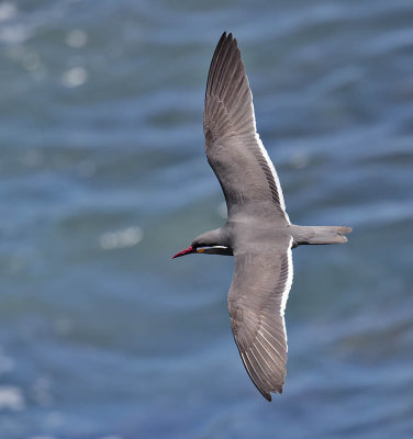Inca Tern