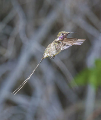 Peruvian Sheartail