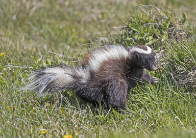 Humboldt's Hog-nosed Skunk