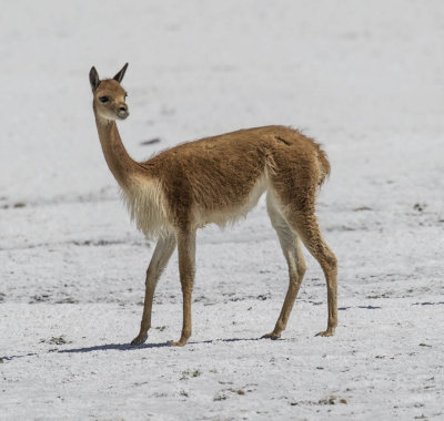 Vicuna