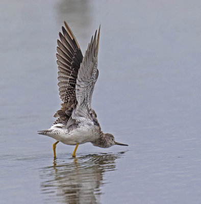 Lesser Yellowlegs