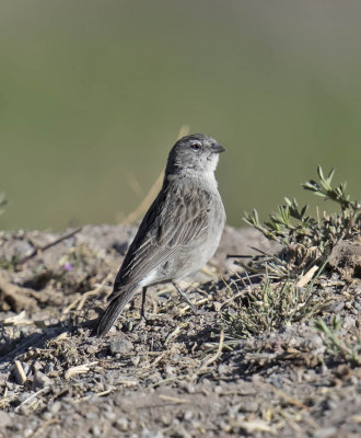 Plumbeous Sierra-Finch